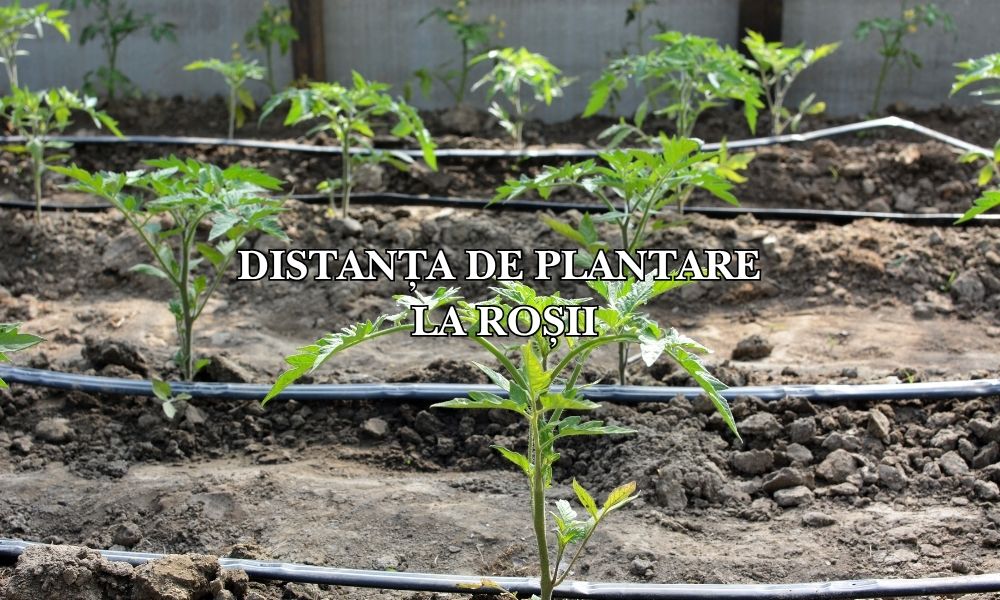 Distanța de plantare la roșii: ghid complet pentru o recoltă optimă în grădină și solar