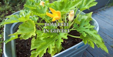 dovlecei in ghiveci