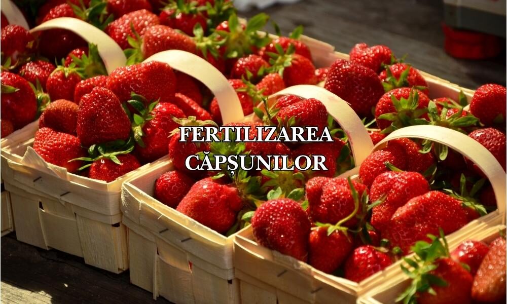 fertilizarea căpșunilor fertilizarea căpșunilor