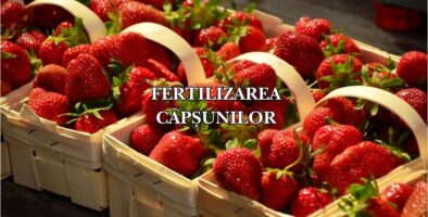 fertilizarea căpșunilor