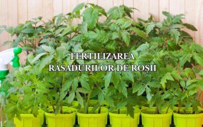 Fertilizarea răsadurilor de roșii: Ghid complet pentru plante viguroase și o recoltă timpurie