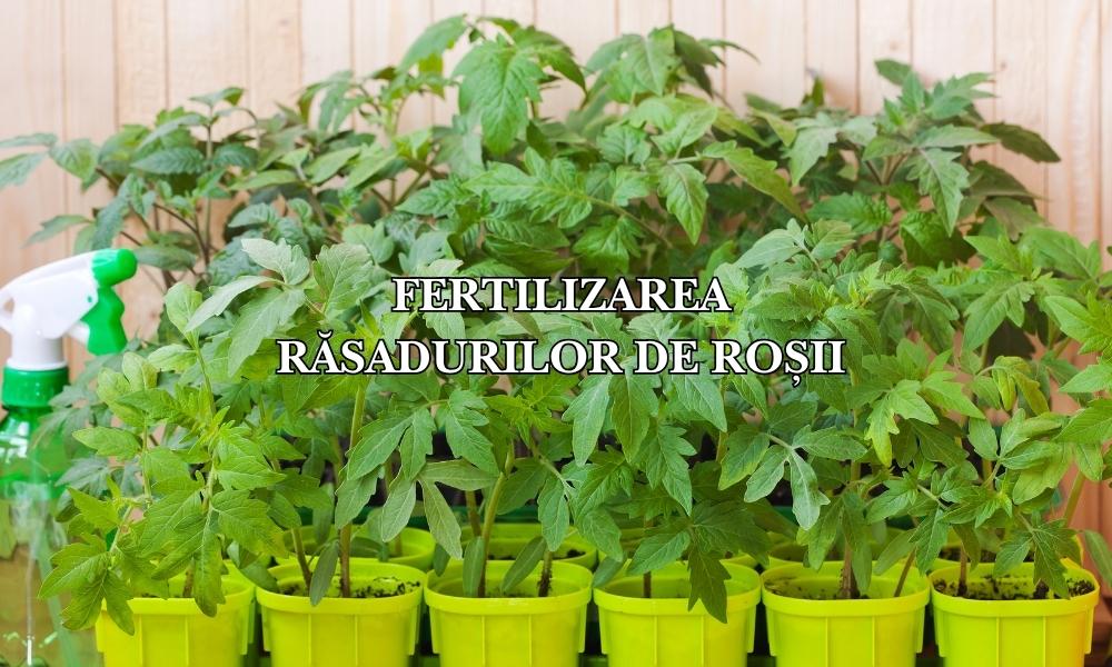 fertilizarea răsadurilor de roșii