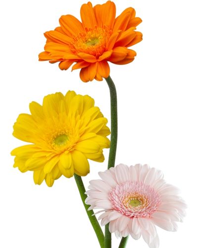 cultivare gerbera