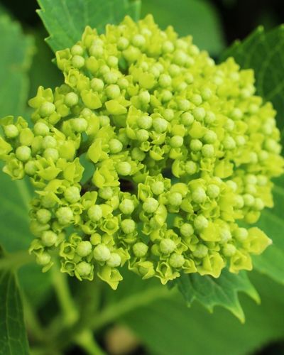 hortensie neînflorită