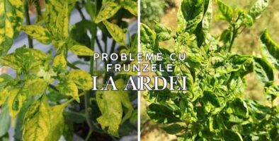 incretirea frunzelor la ardei