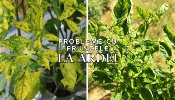incretirea frunzelor la ardei