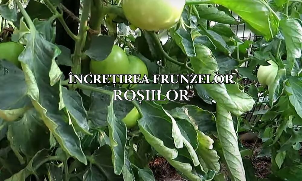 incretirea frunzelor rosiilor incretirea frunzelor rosiilor
