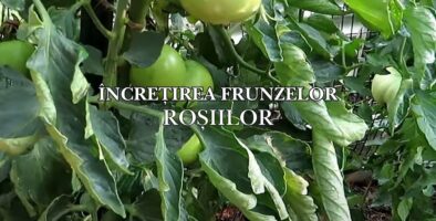incretirea frunzelor rosiilor