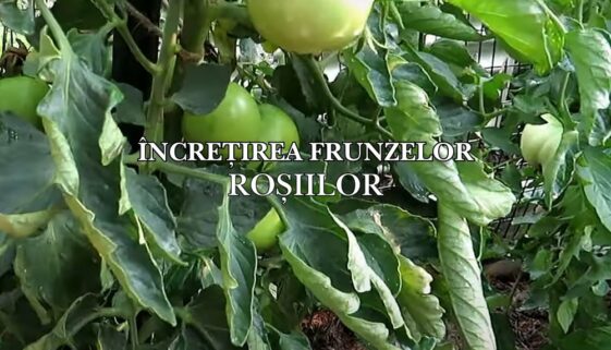 incretirea frunzelor rosiilor