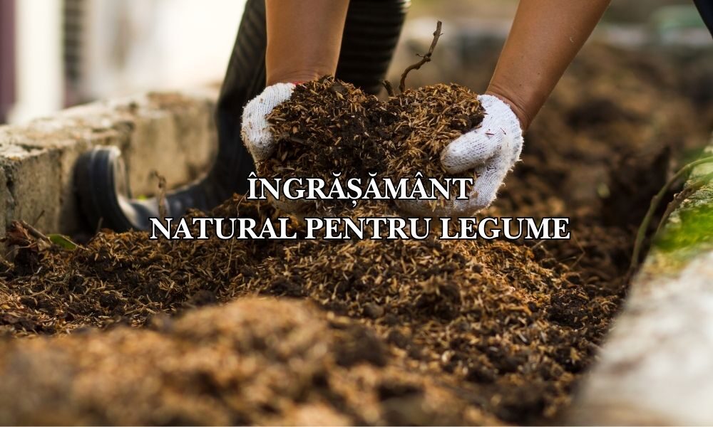 ingrasamant natural legume ingrasamant natural legume