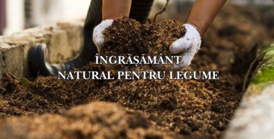 ingrasamant natural legume