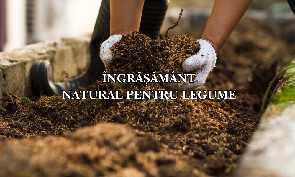 ingrasamant natural legume