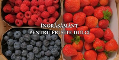 ingrasamant pentru fructe dulci