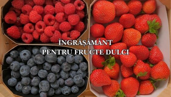 ingrasamant pentru fructe dulci