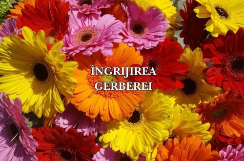 îngrijire gerbera