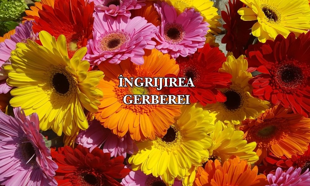 Ghid complet: cum se cultivă și se îngrijește gerbera pentru flori vibrante