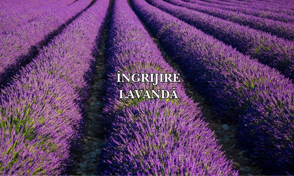 Ghid complet: cum se plantează și se îngrijește lavanda pentru o grădină parfumată