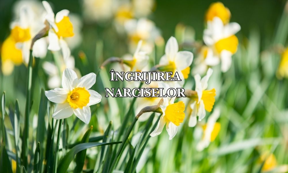 Ghid complet: cum se cultivă și se îngrijesc narcisele pentru flori luminoase