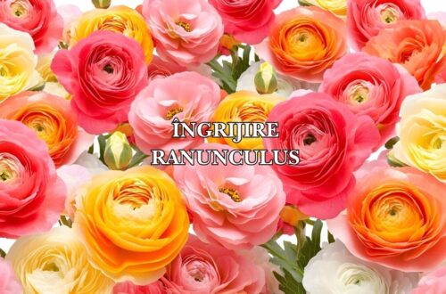 cultivare si ingrijire ranunculus