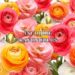 cultivare si ingrijire ranunculus