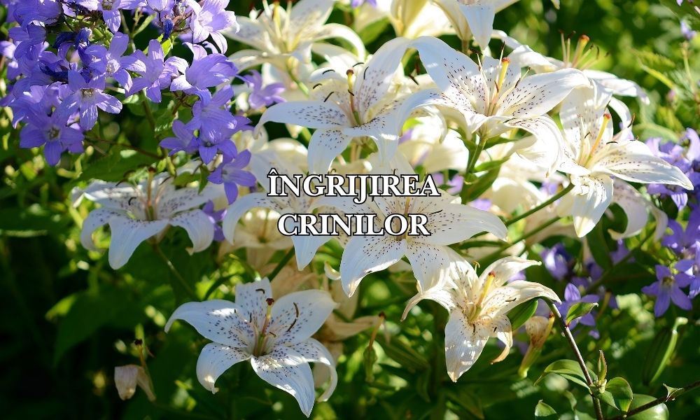 îngrijirea crinilor