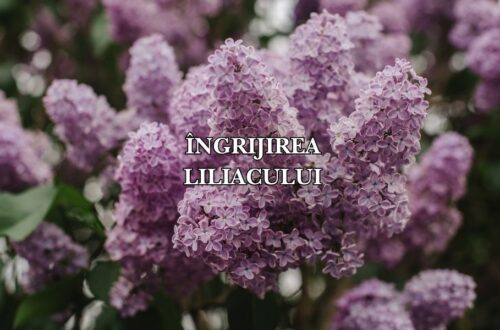 îngrijirea liliacului