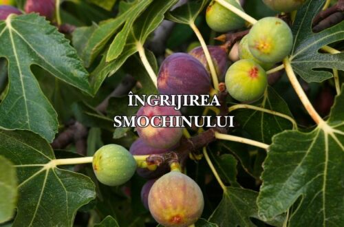 îngrijirea smochinului