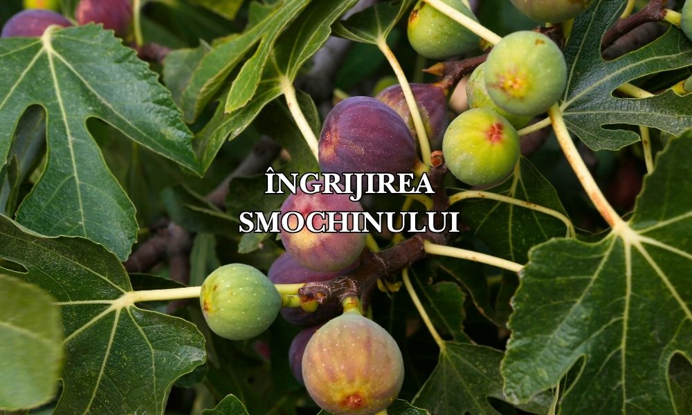 îngrijirea smochinului