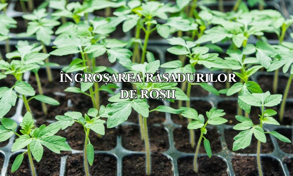 Tratament pentru îngroșarea răsadurilor de roșii: Soluții pentru plante compacte și viguroase