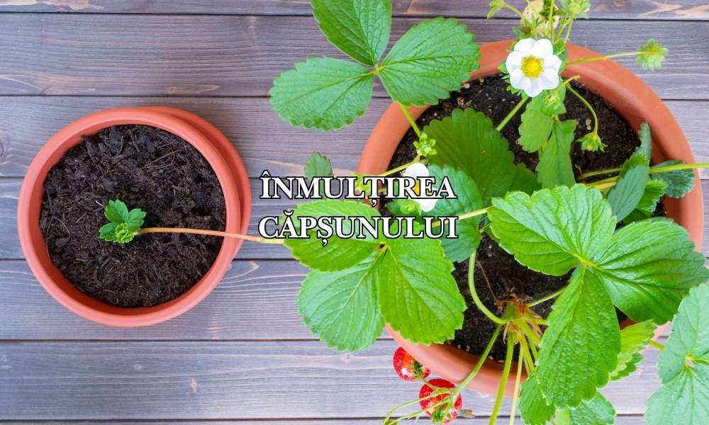 înmulțirea căpșunului