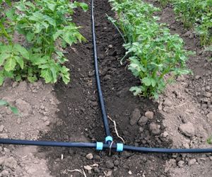 irigare furtun cu picatura la tomate
