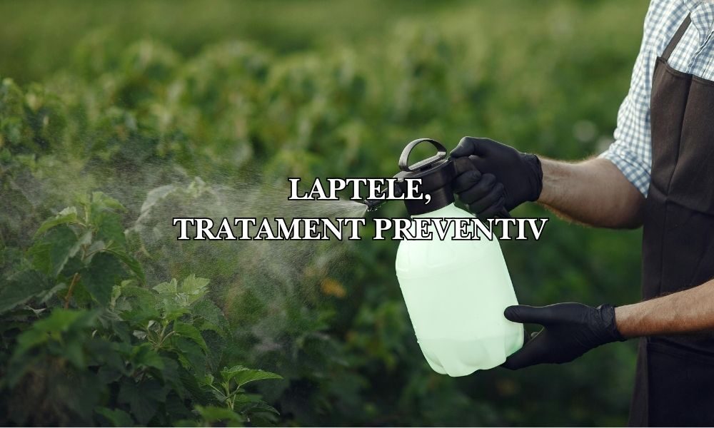 laptele tratament preventiv laptele tratament preventiv
