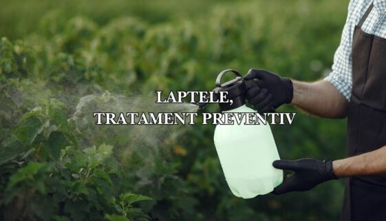 laptele tratament preventiv