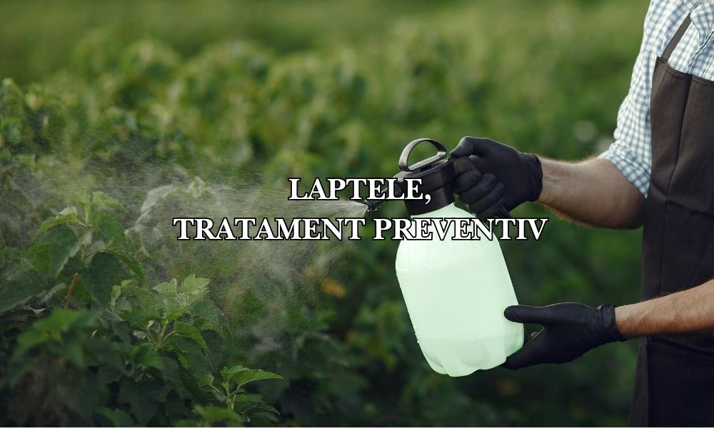 laptele tratament preventiv