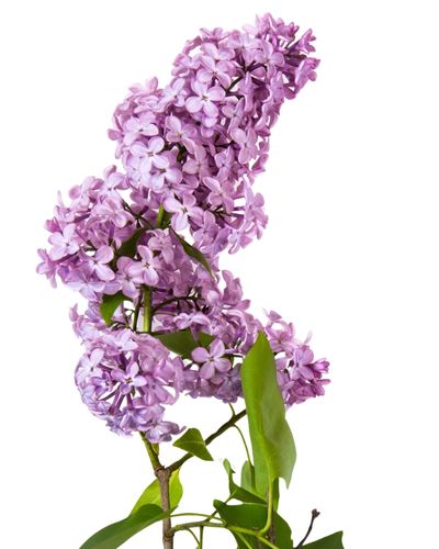 liliac
