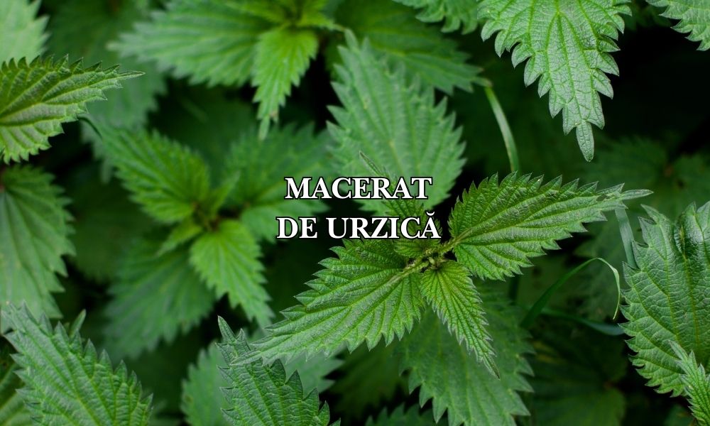 macerat-de urzica