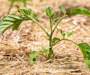 mulcirea plantelor de roșii