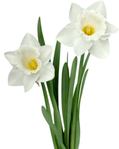 cultivare narcise