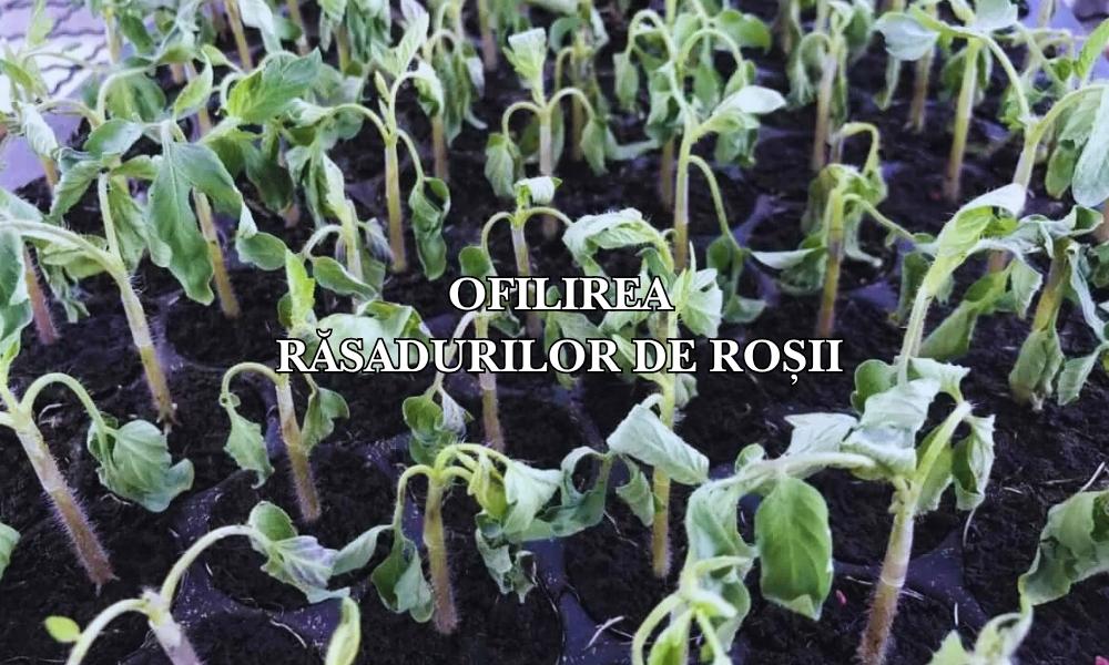 De ce se ofilesc răsadurile de roșii: Cauze și soluții pentru plante viguroase