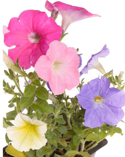 cultivare petunie
