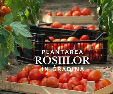 plantarea rosiilor in gradina