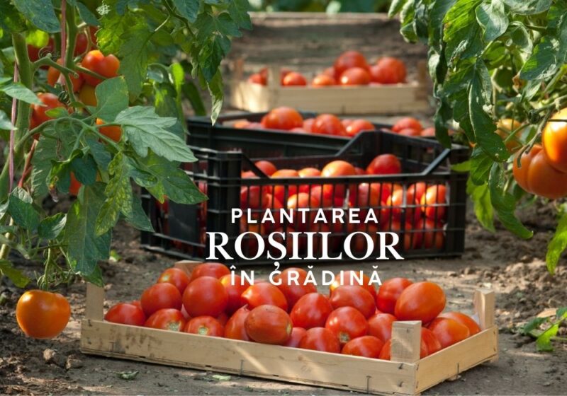 plantarea rosiilor in gradina plantarea rosiilor in gradina