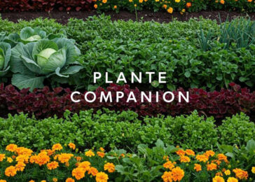 plante companion