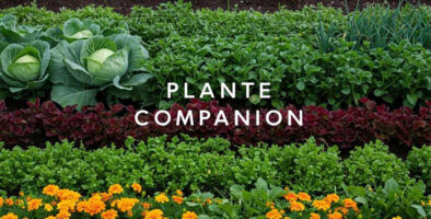 plante companion