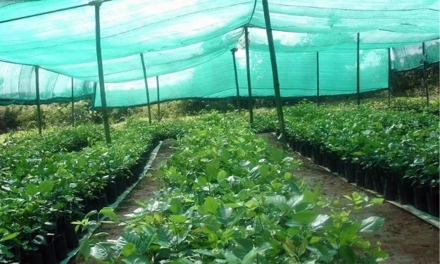 plasă de umbrire pentru legume