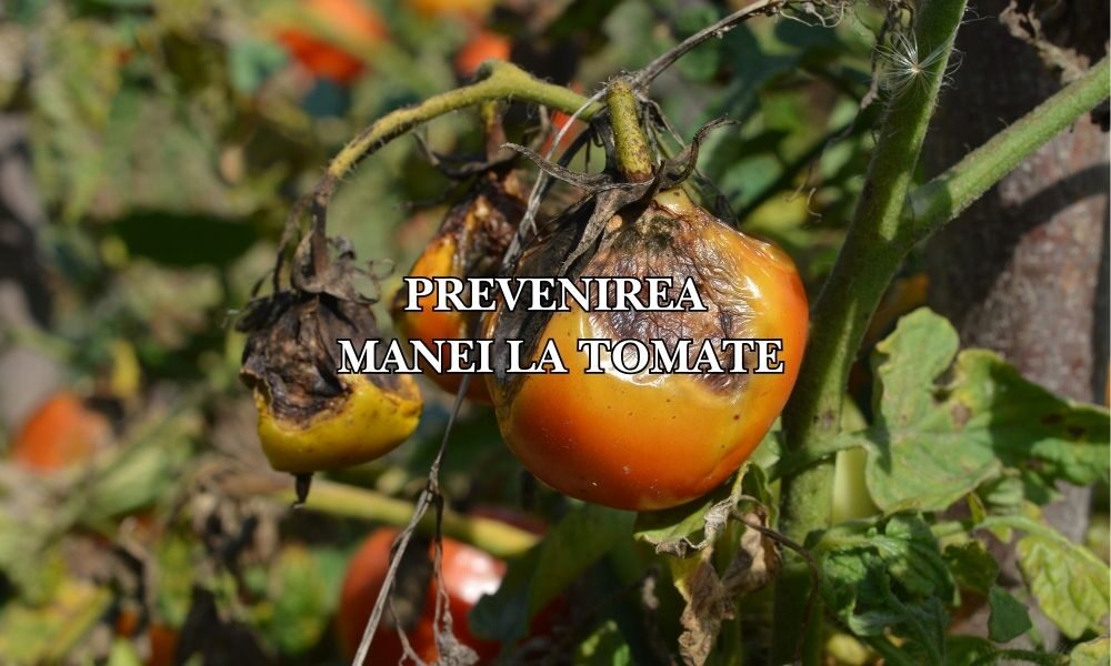 prevenirea manei la tomate1 prevenirea manei la tomate1