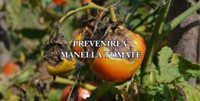 prevenirea manei la tomate1