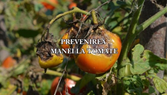 prevenirea manei la tomate1