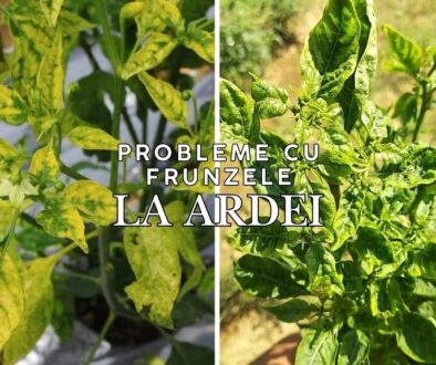 probleme cu frunzele la ardei