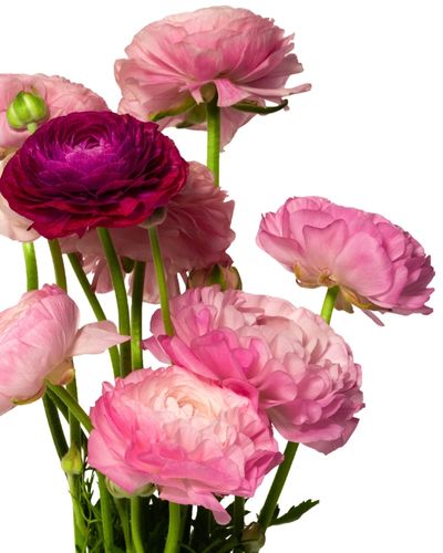 ingrijire ranunculus